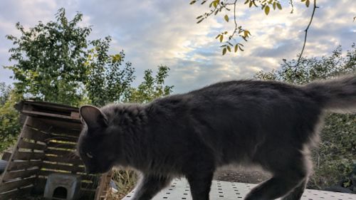 Кішечка, 4,5 місяці