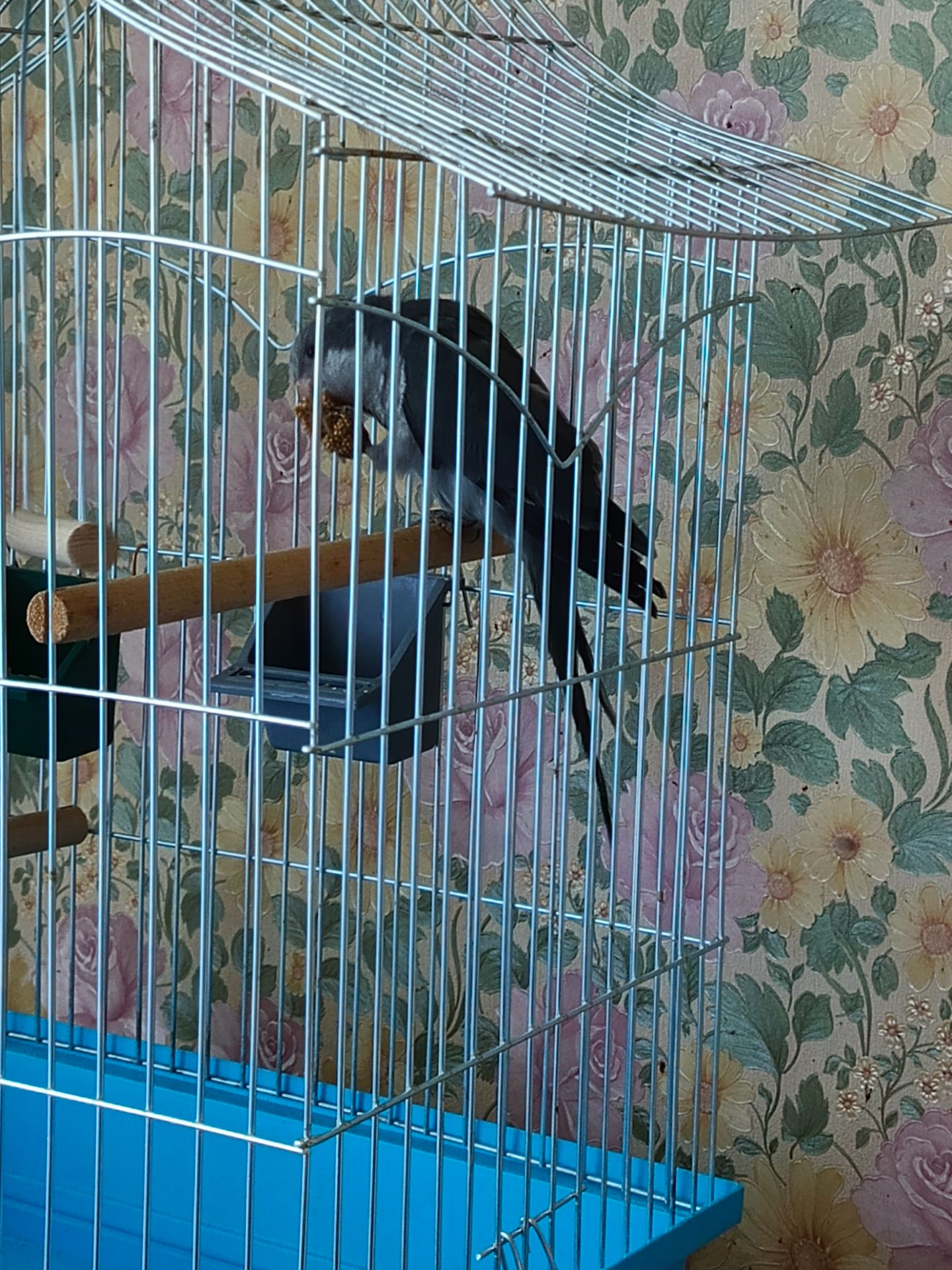 Клітка монах сірий