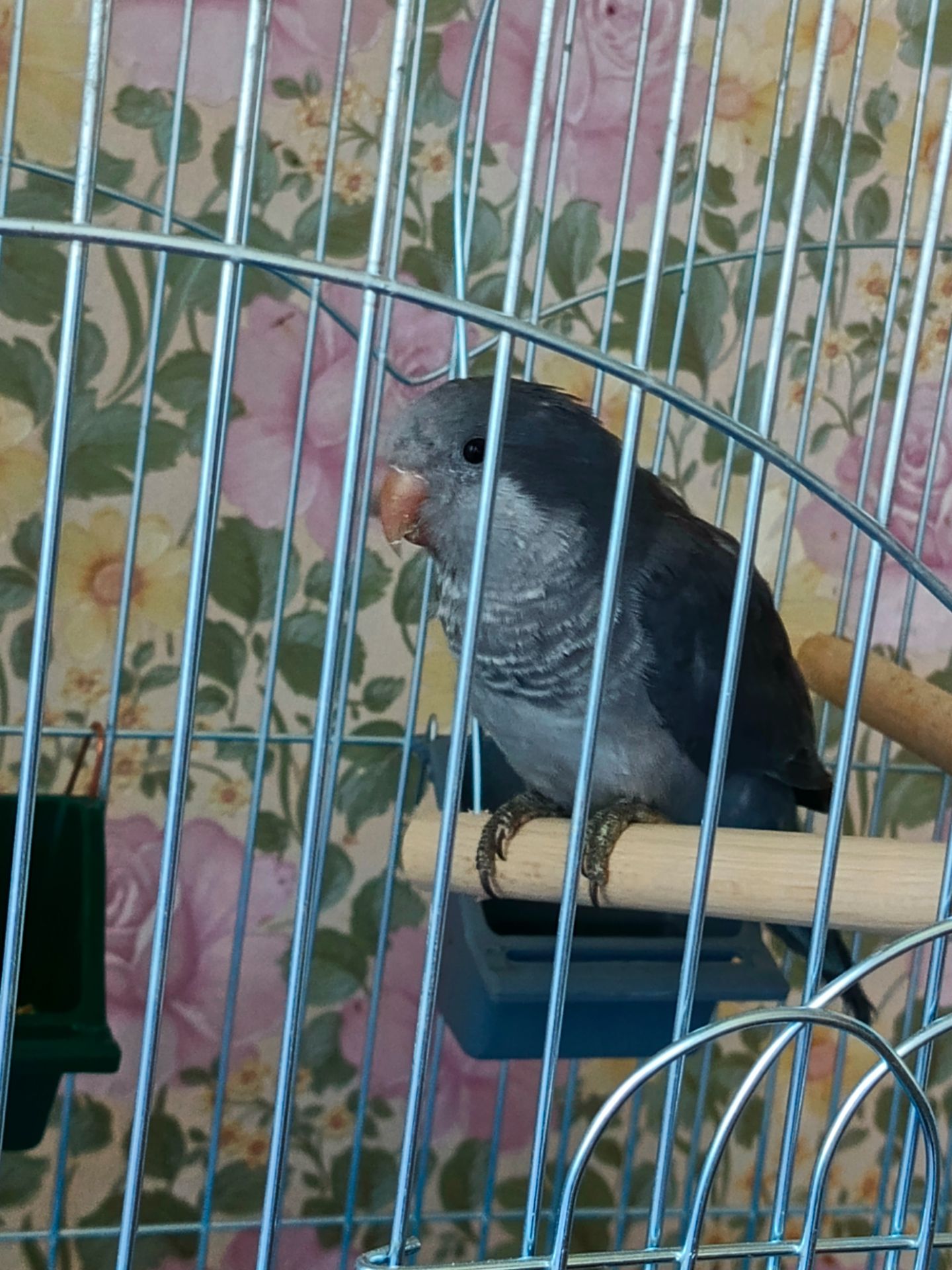 Клітка монах сірий