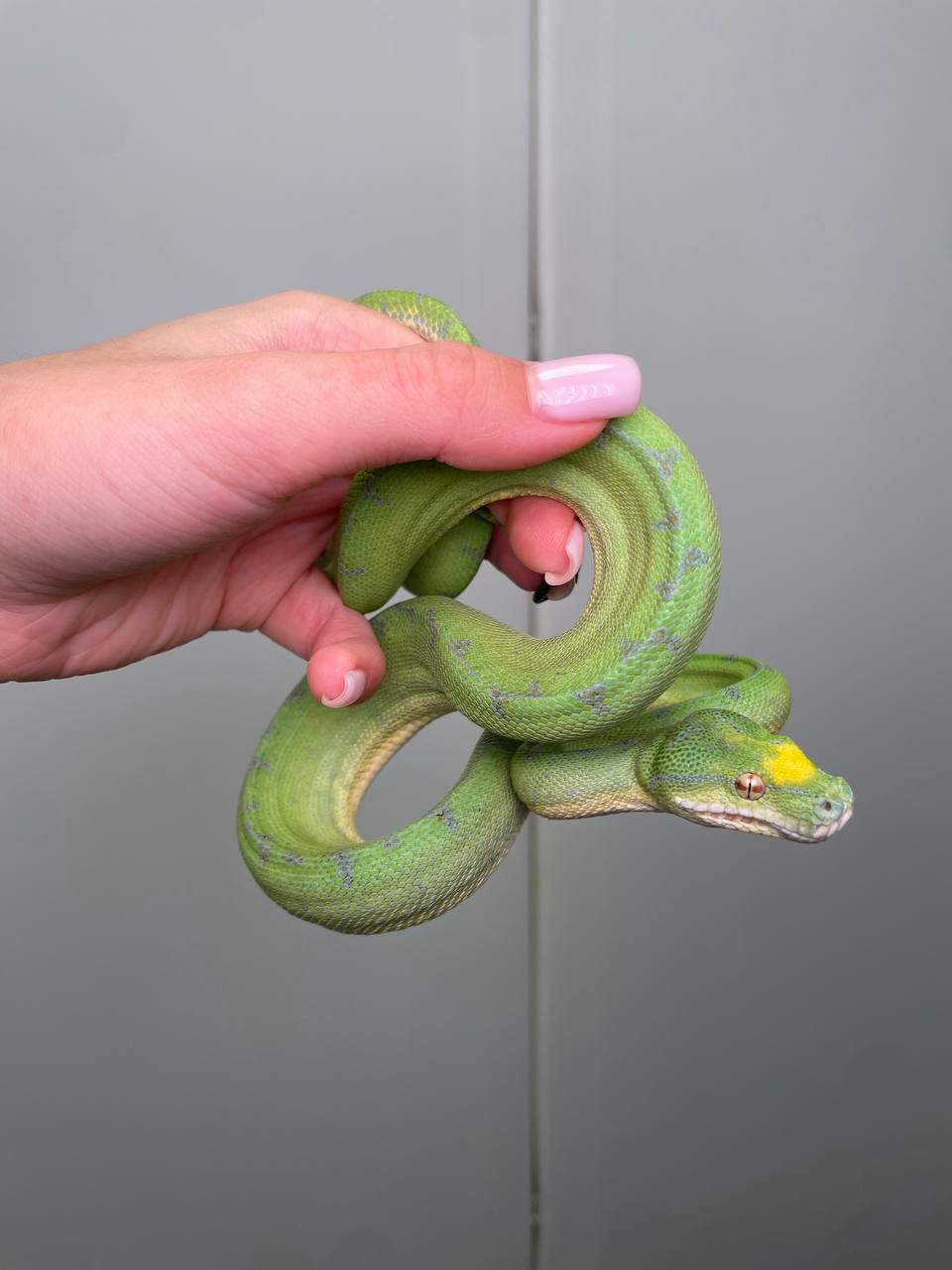 Зелений пітон, деревний зелений пітон, Morelia viridis, яскраві ручні пітони