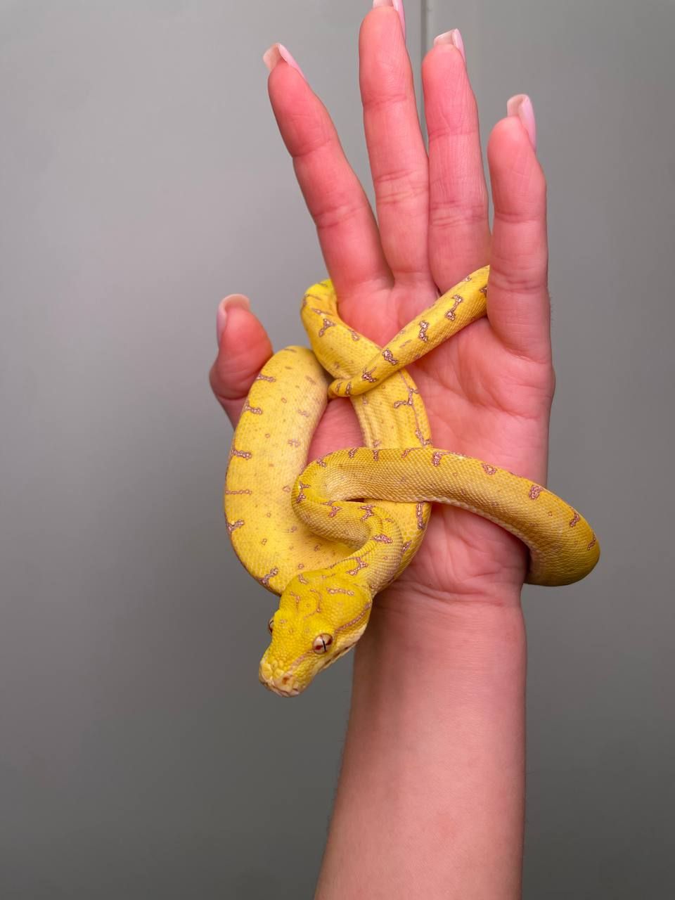 Зелений пітон, деревний зелений пітон, Morelia viridis, яскраві ручні пітони