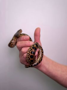 Парагвайська анаконда, карликова змія, домашня анакондажовта анаконда,