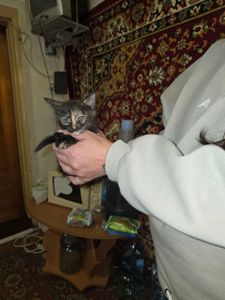Котята