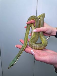 Аргентинський філодріас, філодріас бароні, довгоносий філодріас змія, зелена змія