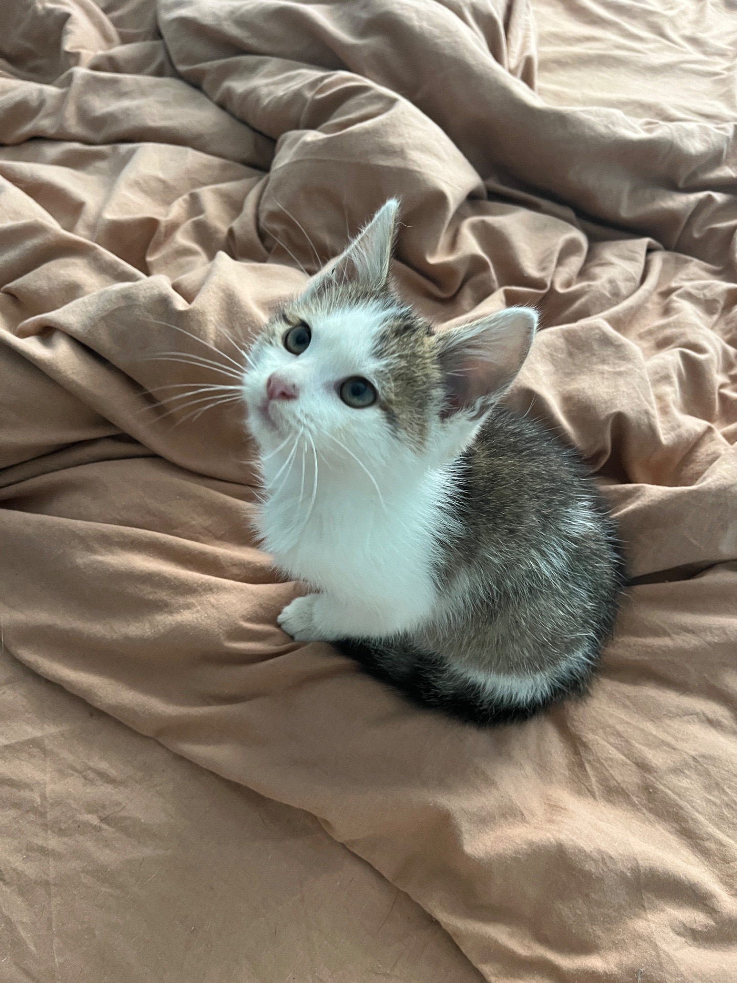 Кошеня хлопчик