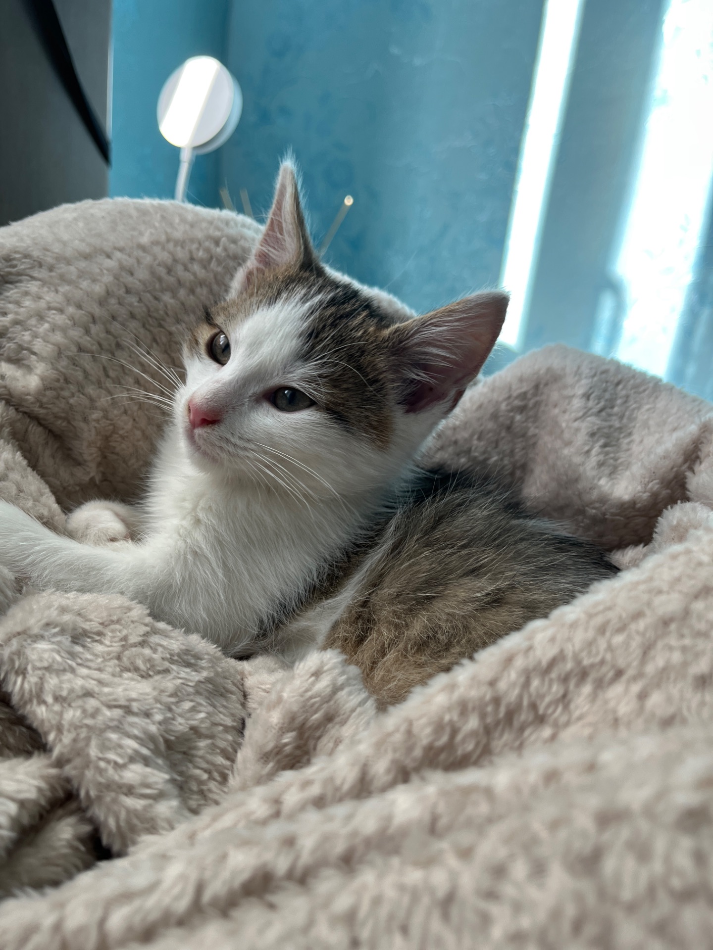 Кошеня хлопчик