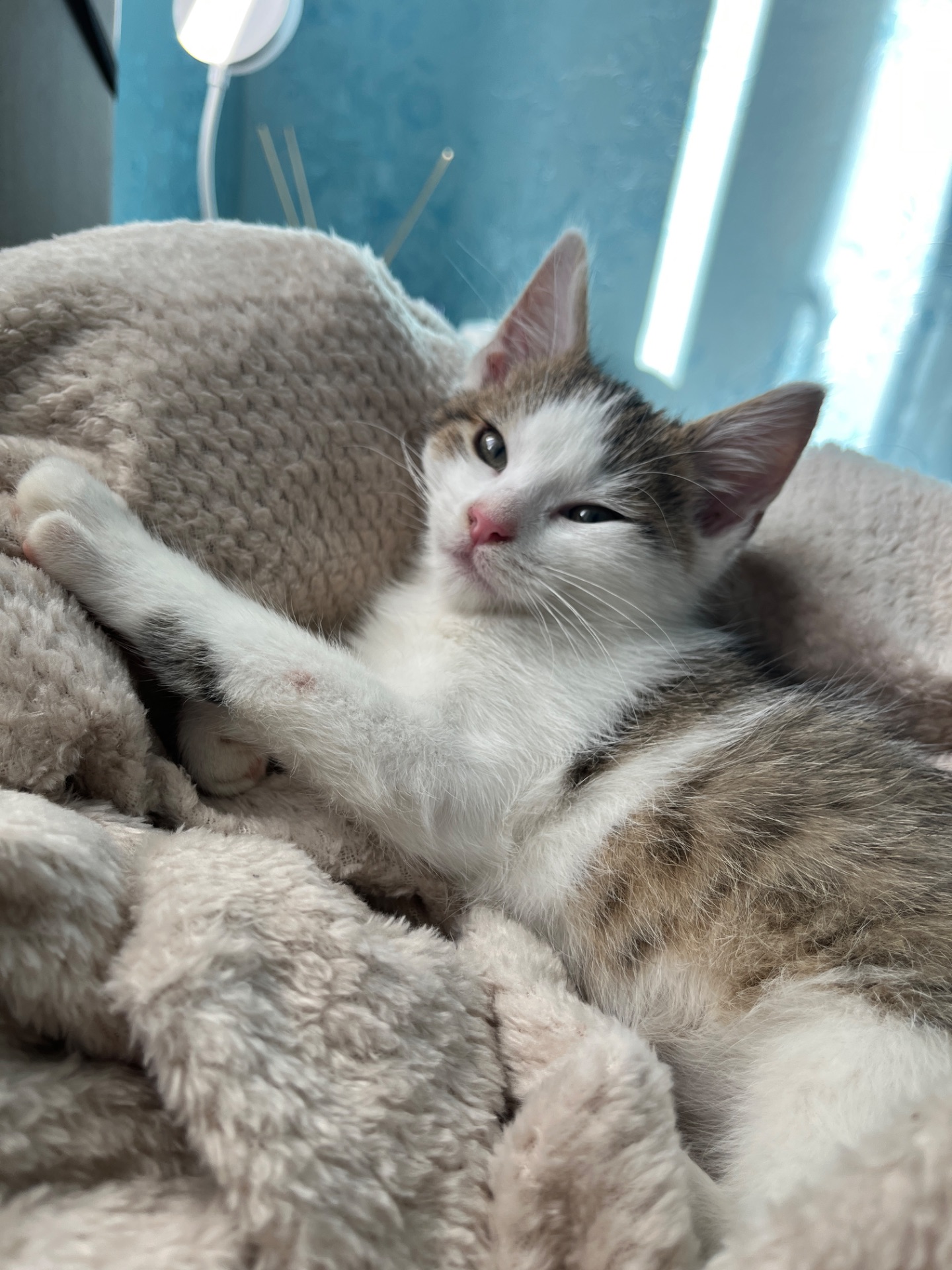 Кошеня хлопчик