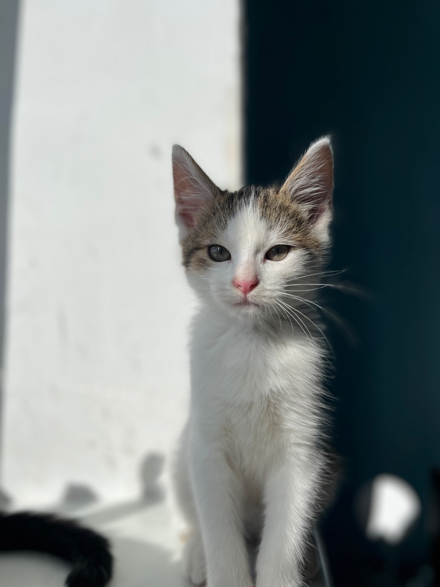 Кошеня хлопчик