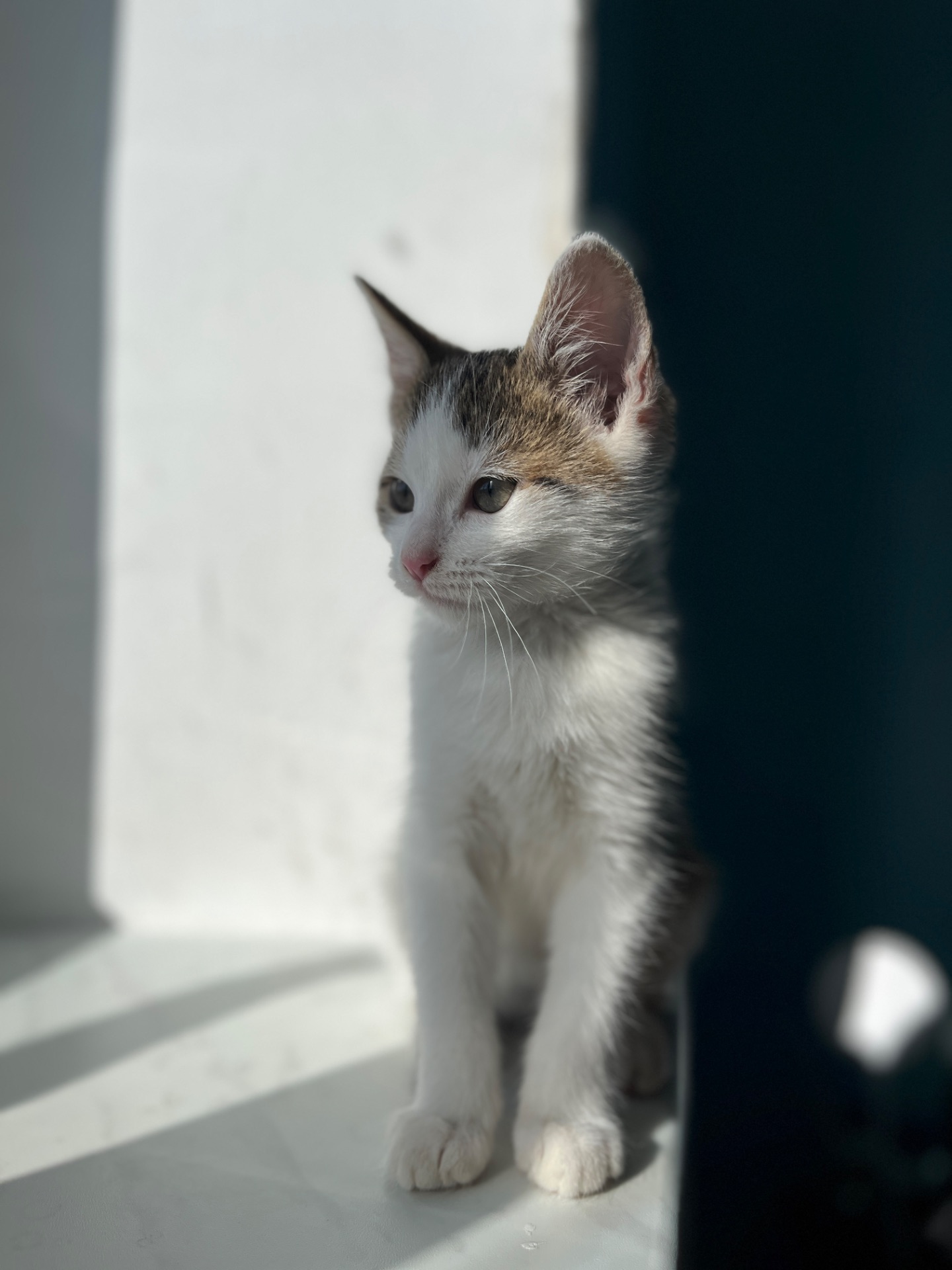 Кошеня хлопчик