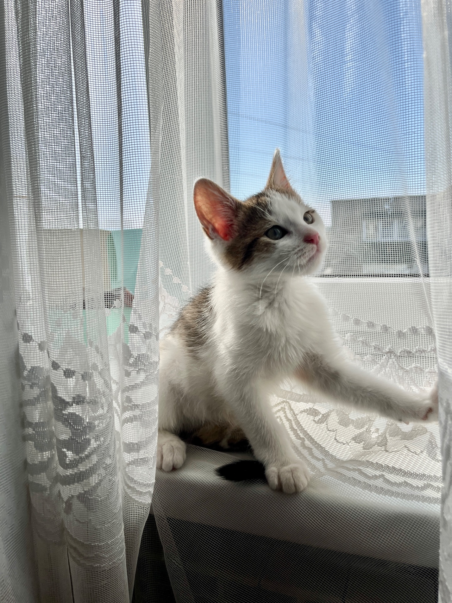 Кошеня хлопчик