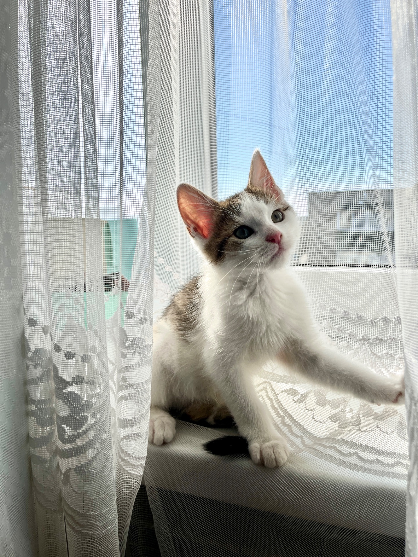 Кошеня хлопчик