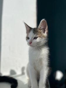 Кошеня хлопчик
