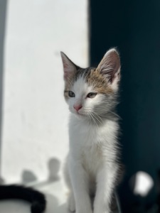 Кошеня хлопчик