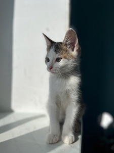 Кошеня хлопчик