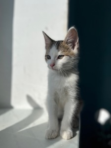 Кошеня хлопчик