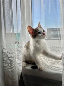 Кошеня хлопчик
