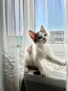 Кошеня хлопчик