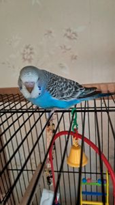 Продам волнистого попугая