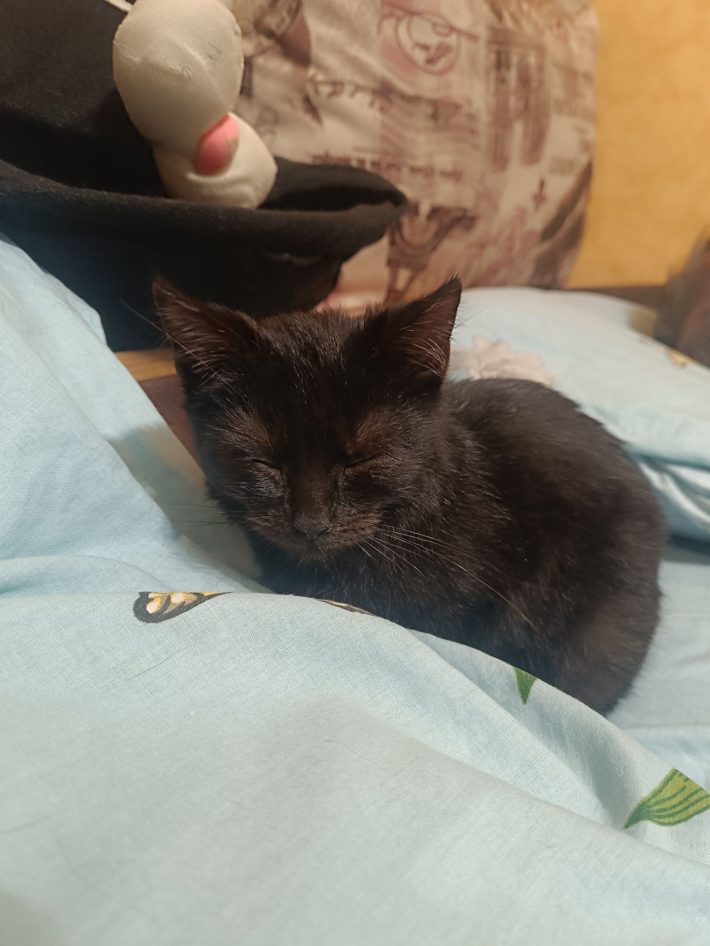 Котик, хлопчик