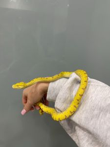 Зелений пітон морелія вірідіс, зелена змія малюки ручні