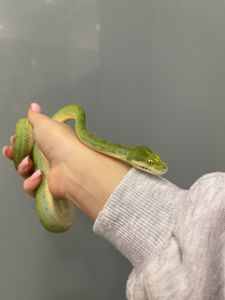 Зелений пітон морелія вірідіс, зелена змія малюки ручні
