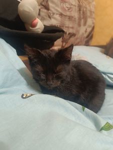 Котик, хлопчик