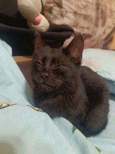 Котик, хлопчик