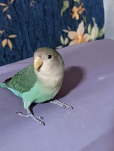 нерозлучники(полуночниловий, червонощокий)