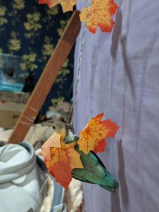 нерозлучники(полуночниловий, червонощокий)