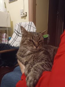 Кішка