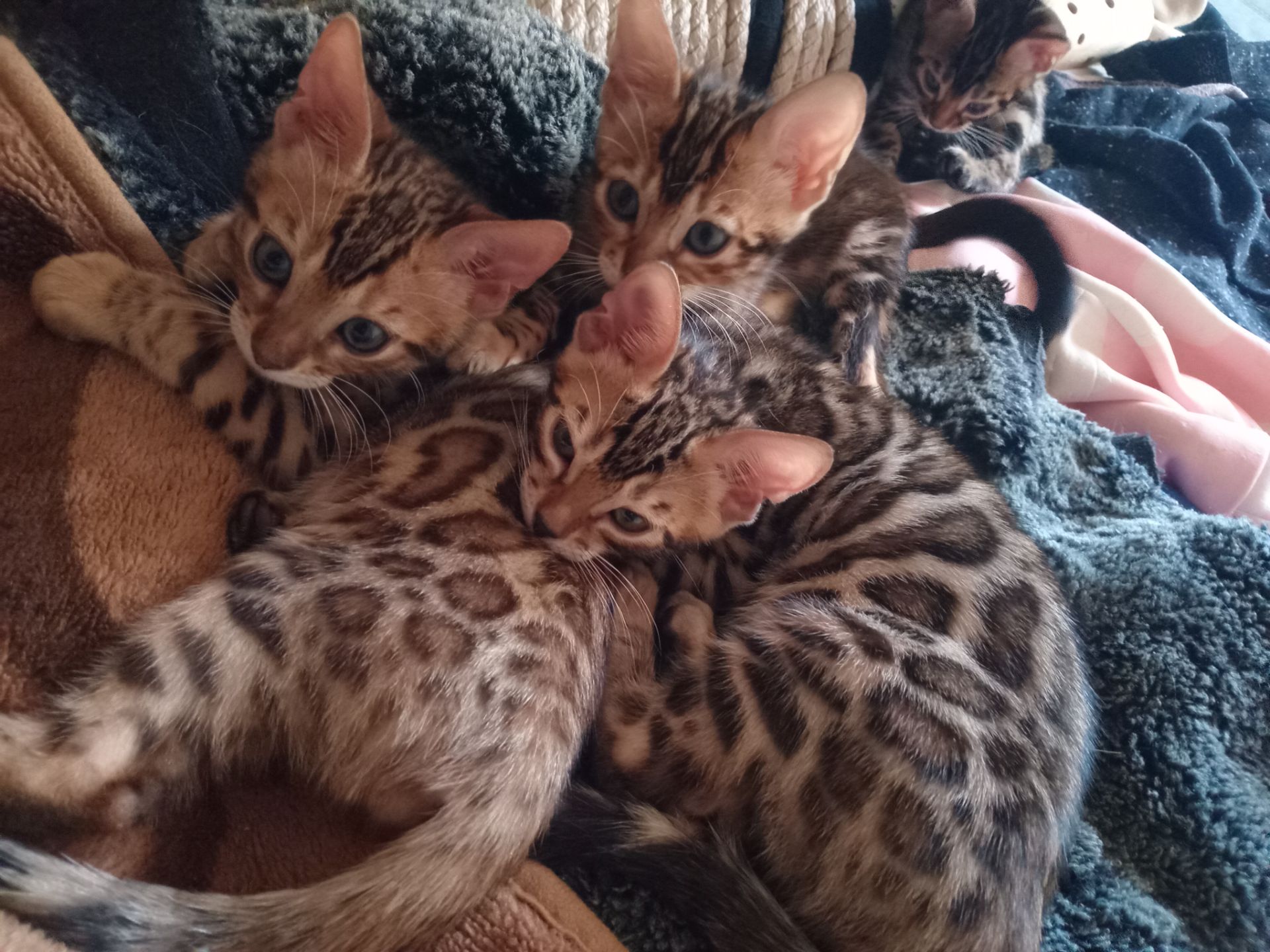 Котята родились 14.08.2025 г