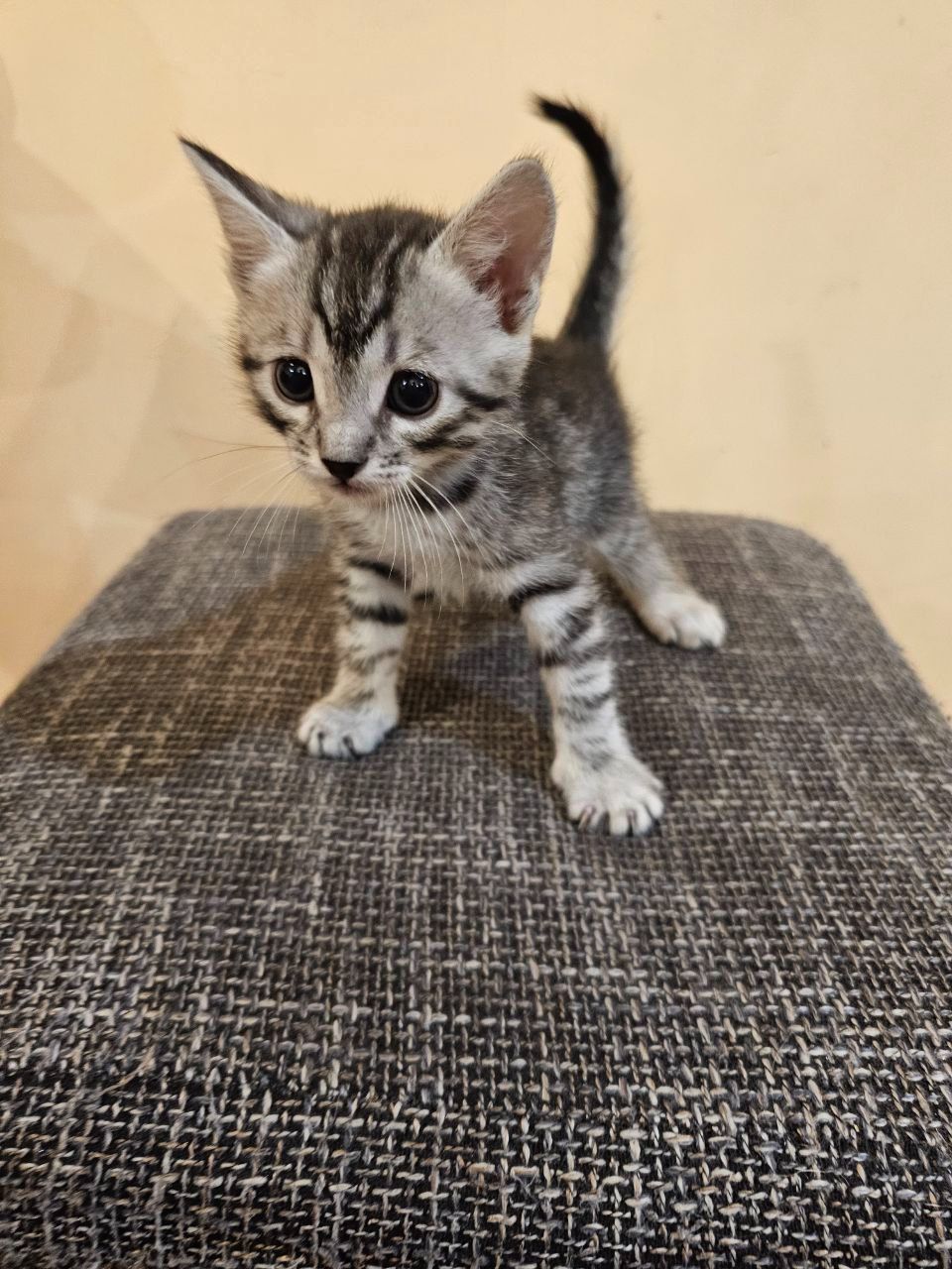 Отдам котят безплатно