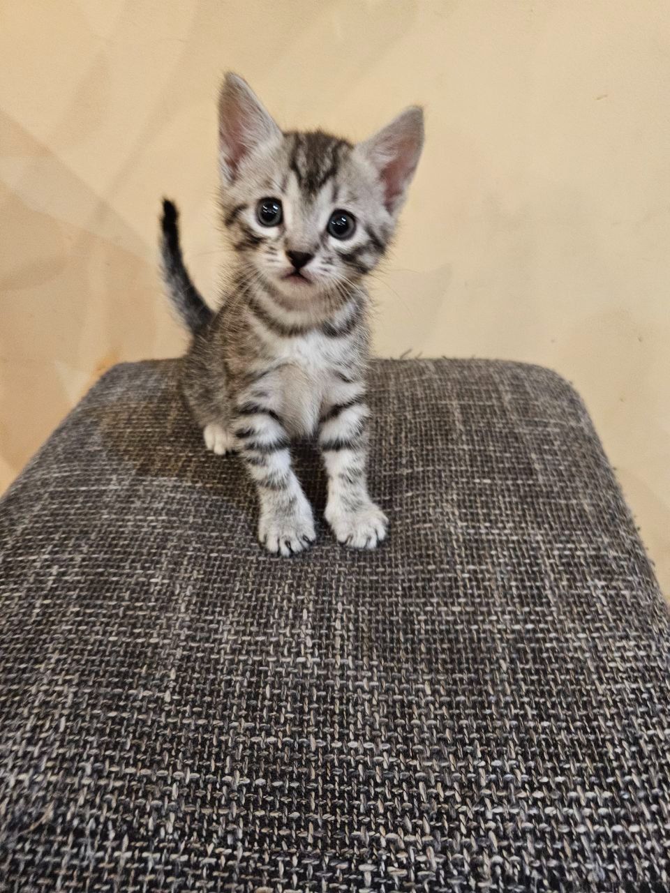 Отдам котят безплатно