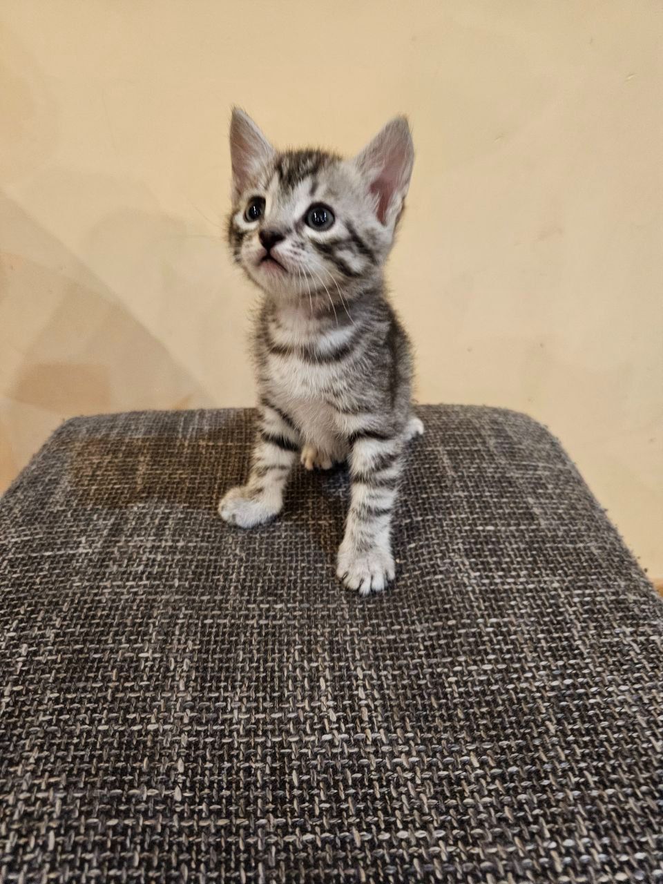 Отдам котят безплатно