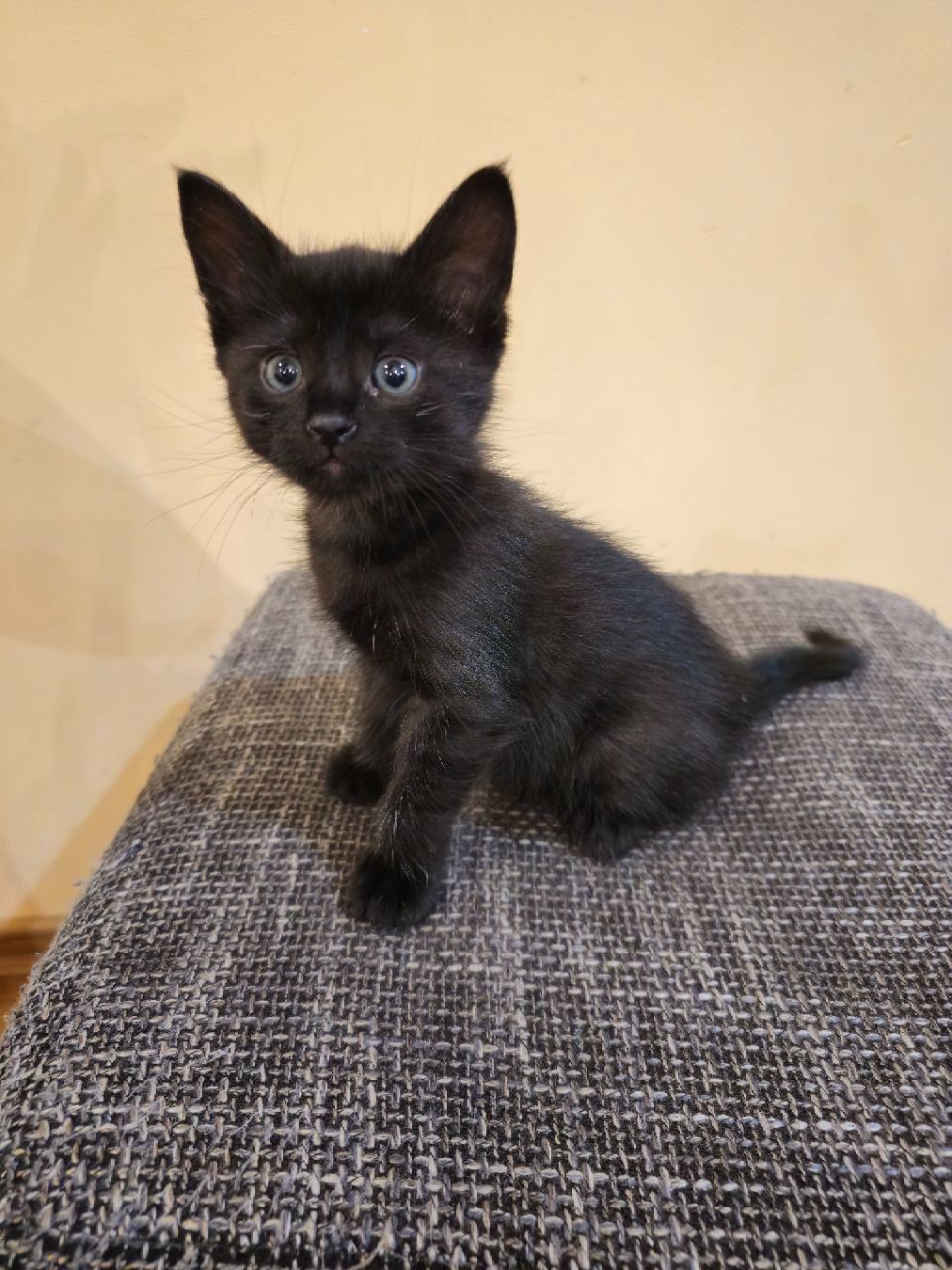Отдам котят безплатно