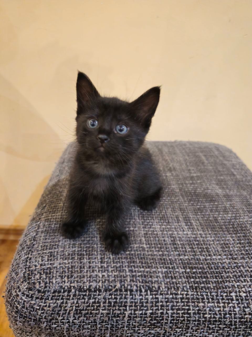 Отдам котят безплатно