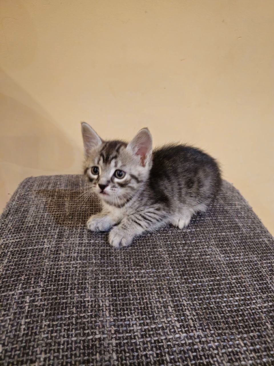 Отдам котят безплатно