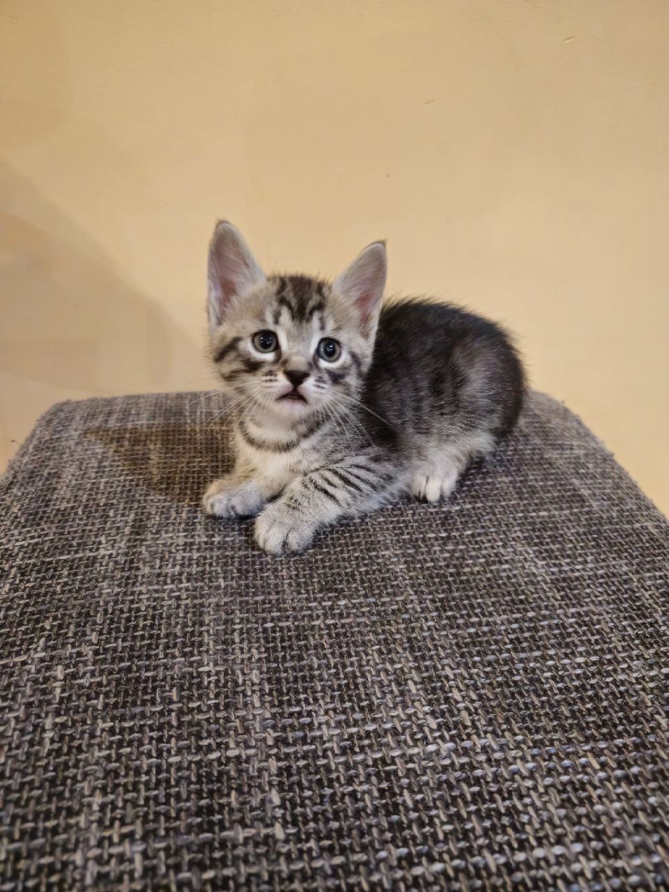 Отдам котят безплатно