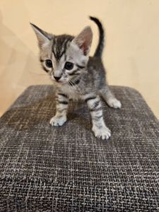 Отдам котят безплатно