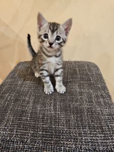 Отдам котят безплатно