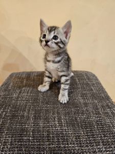 Отдам котят безплатно
