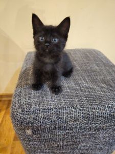 Отдам котят безплатно