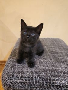 Отдам котят безплатно