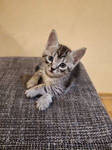 Отдам котят безплатно