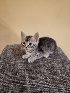 Отдам котят безплатно
