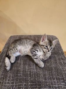 Отдам котят безплатно