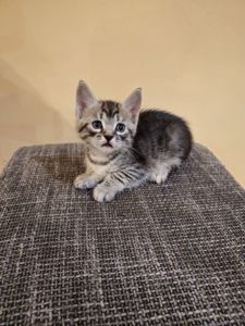 Отдам котят безплатно