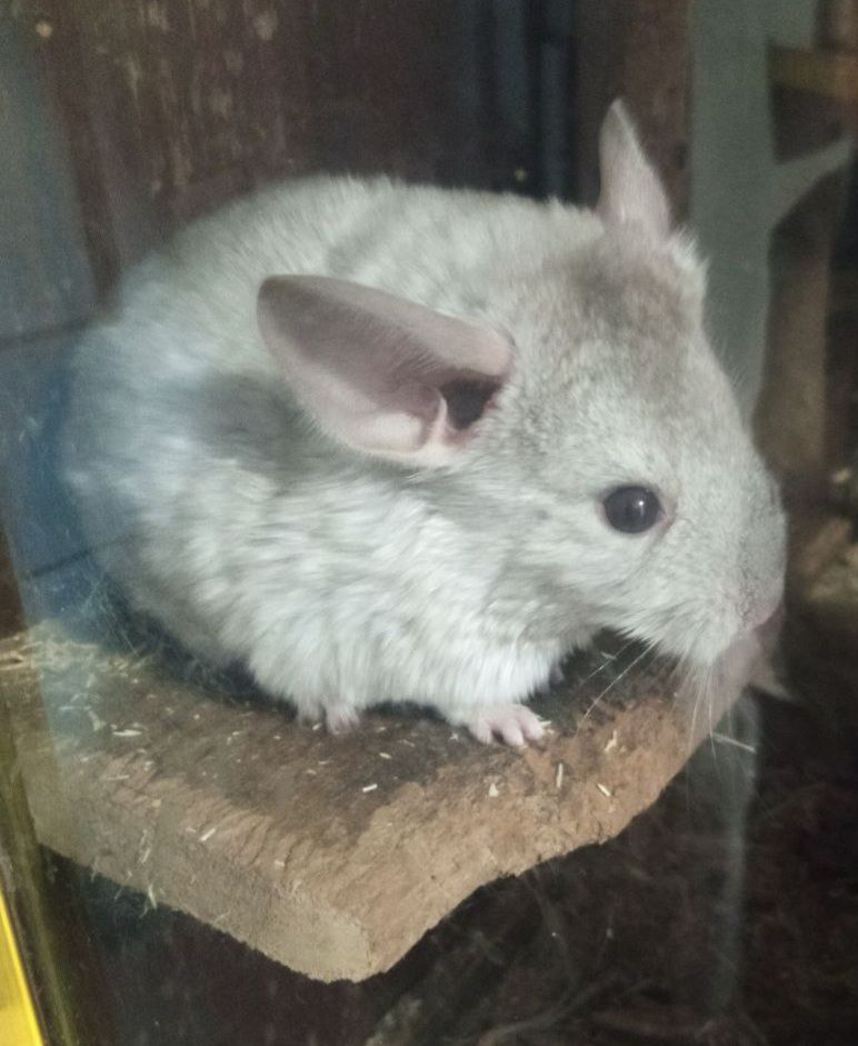 Шиншилла