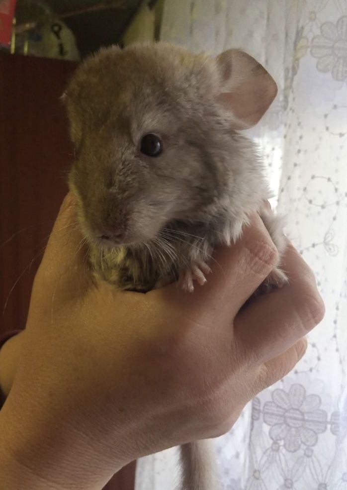 Шиншилла