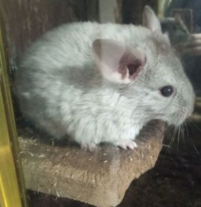 Шиншилла